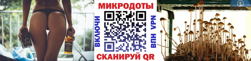 Галлюциногенные грибы Psilocybe  Карачаевск 